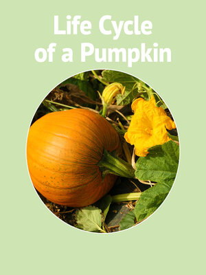 cover image of Life Cycle of a Pumpkin